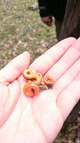 iNaturalist observation photo of Ring-necked Snake