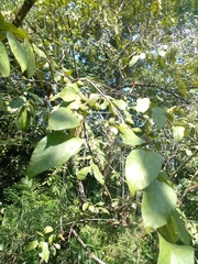 Guazuma ulmifolia image