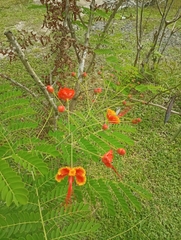 Caesalpinia pulcherrima image