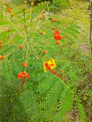 Caesalpinia pulcherrima image