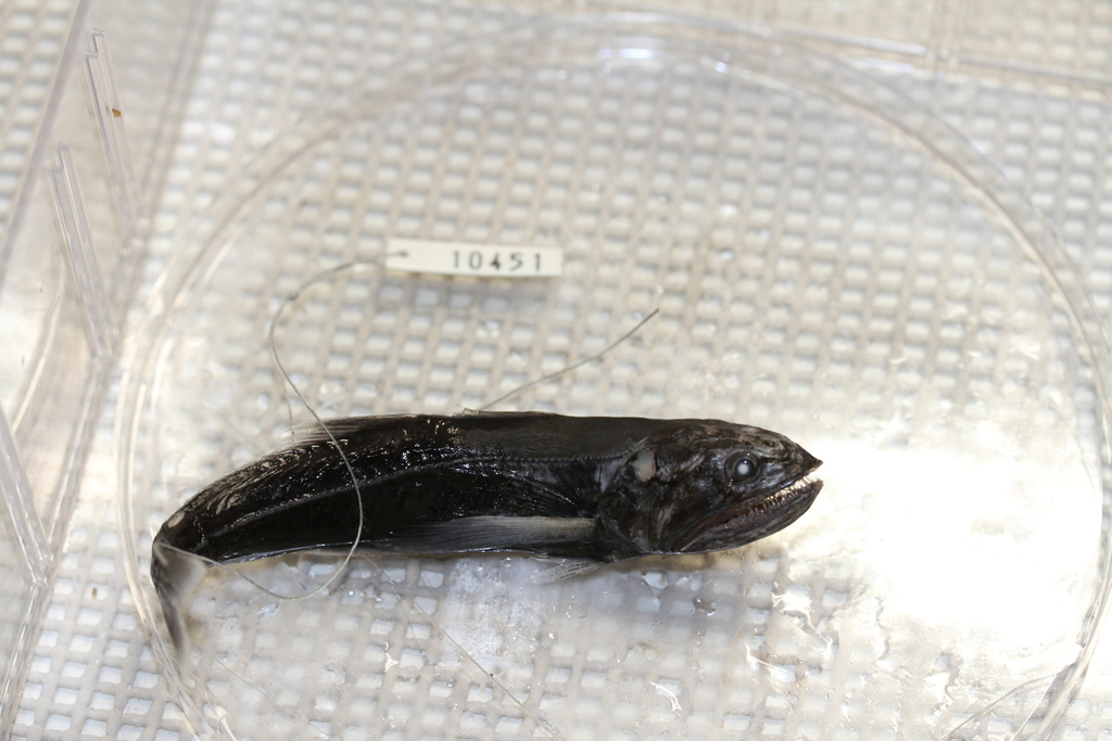 Pseudoscopelus aphos on March 30, 2014 at 06:34 AM by peterraskmoller ...