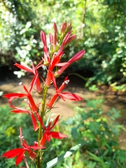 Lobelia cardinalis image