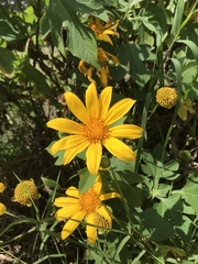 Tithonia diversifolia image