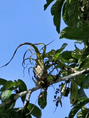 Tillandsia flexuosa image