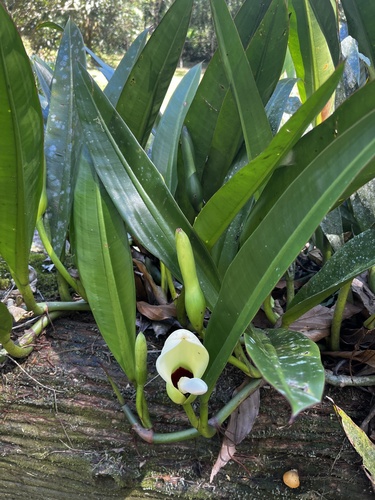 Philodendron crassinervium Lindl.