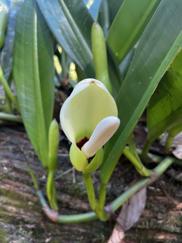 philodendron martianum Buy Philodendron Matianum “Fat Boy” Varie… main image 0
