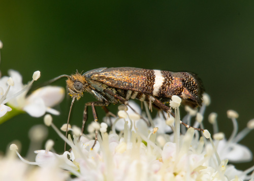 Adela paludicolella Zeller, 1850