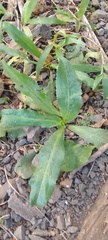 Eryngium foetidum image