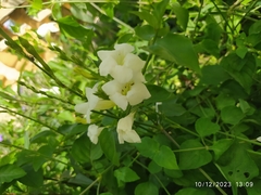 Asystasia gangetica image