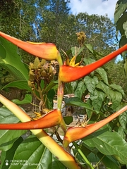 Heliconia latispatha image