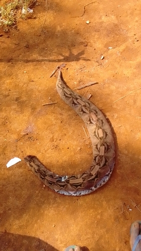 Gaboon Viper