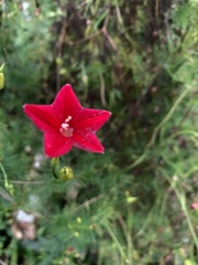 Ipomoea quamoclit image