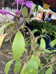 Image of Pseuderanthemum laxiflorum