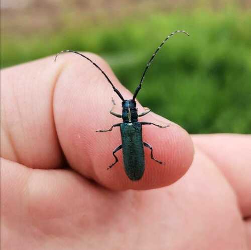 Agapanthia viti