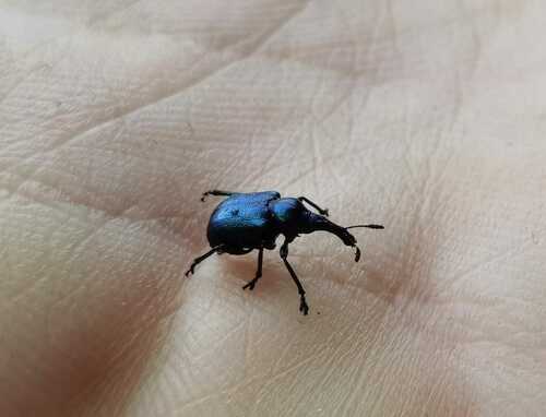 Byctiscus betulae