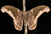 Rhescyntis hippodamia norax - Photo (c) gernotkunz, todos los derechos reservados, subido por gernotkunz