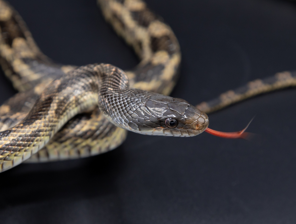 Black Rat Snake  A Naturalist's Journal