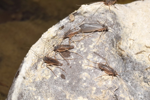 Anomalopterygella chauviniana