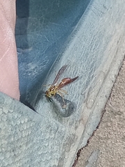 Agelaia centralis image