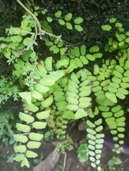 Adiantum philippense image