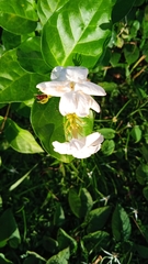 Jasminum sambac image