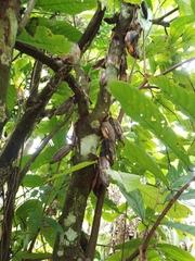 Theobroma cacao image