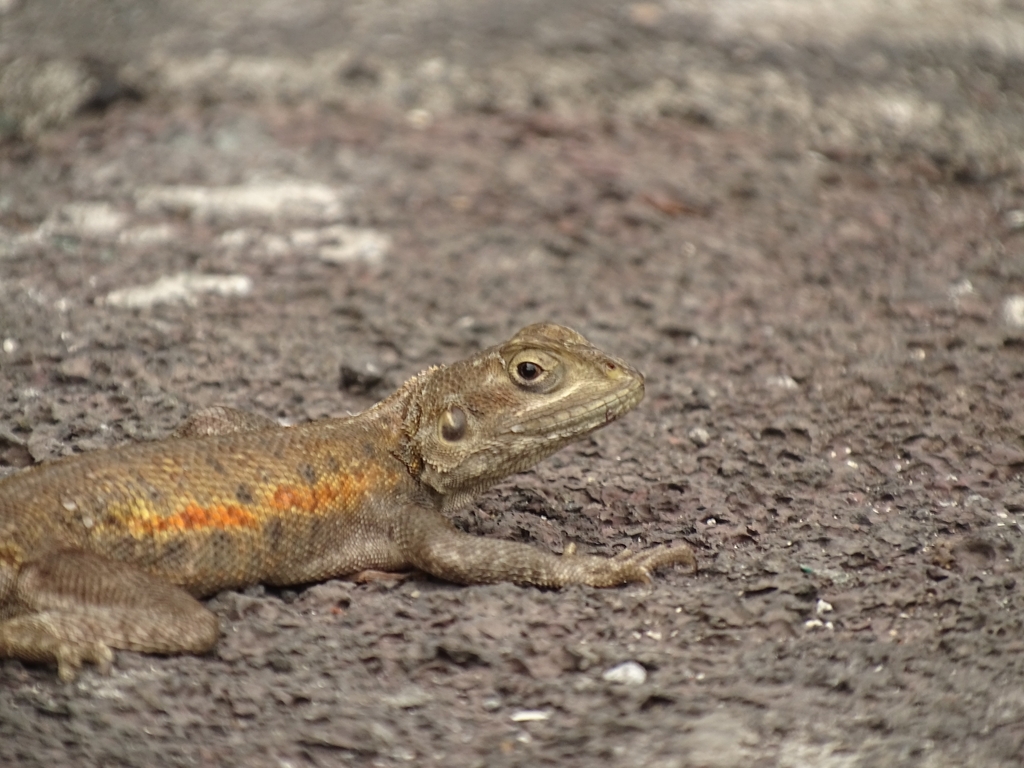 Peters's Rock Agama from 76MW+4W8, Moroni, Comores on November 4, 2023