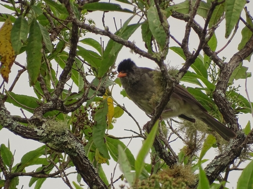 Grand Comoro Bulbul