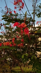 Caesalpinia pulcherrima image