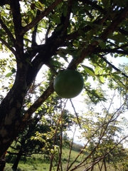 Crescentia cujete image