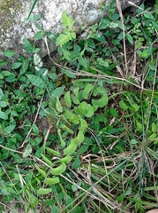 Adiantum philippense image