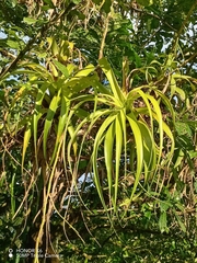 Tillandsia elongata image