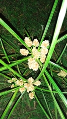 Cyperus luzulae image