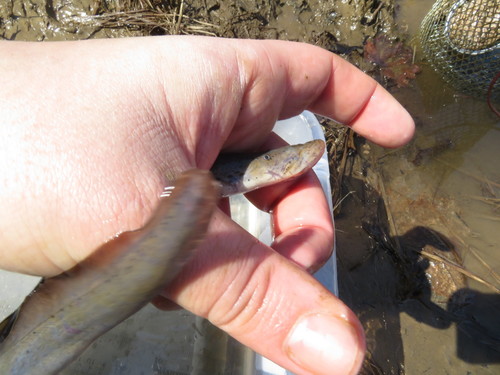 Ohio Lamprey