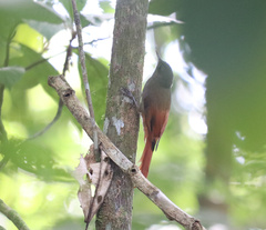 Sittasomus griseicapillus image