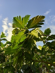 Artocarpus communis image