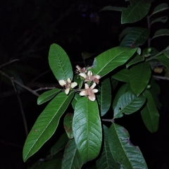 Psidium guajava image