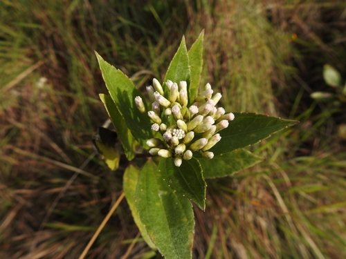 Chromolaena laevigata image