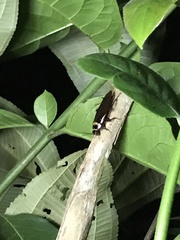 Periplaneta australasiae image