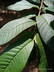 Psidium guajava image