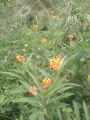 Asclepias curassavica image