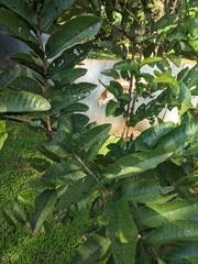 Psidium guajava image