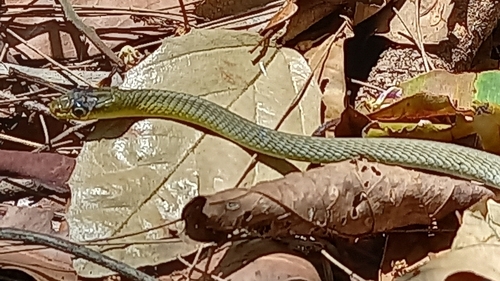 Common Tree Snake sighting