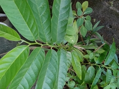 Annona reticulata image