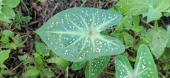 Caladium bicolor image