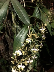 Epidendrum stamfordianum image