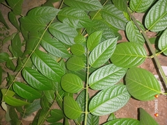 Combretum indicum image