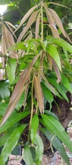Mangifera indica image