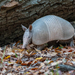 Nine-banded Armadillo - Photo (c) Dan LaVorgna, all rights reserved, uploaded by Dan LaVorgna