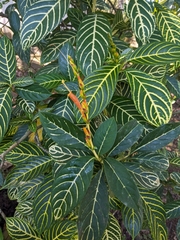Sanchezia tigrina image